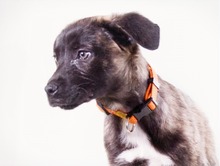 NOEL, Hund, Mischlingshund in Portugal