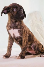 NOELIA, Hund, Mischlingshund in Portugal