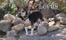 LORIE, Hund, Mischlingshund in Spanien
