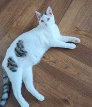 MAMBO, Katze, Europäisch Kurzhaar in Ratingen