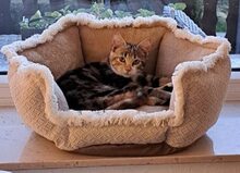 MOLLY, Katze, Europäisch Kurzhaar in Ratingen