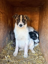 MOGLI, Hund, Mischlingshund in Rumänien