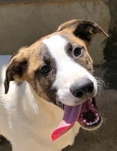 DEXTER, Hund, Mischlingshund in Wolframs-Eschenbach