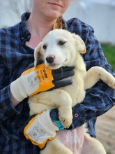SILVER, Hund, Mischlingshund in Rumänien