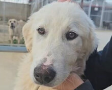 DIEGO, Hund, Maremmano-Mischling in Italien