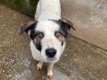 BUENA, Hund, Mischlingshund in Rumänien