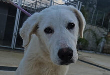 FRIDA, Hund, Maremmano-Mischling in Italien