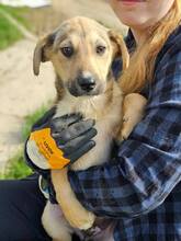 NANDO, Hund, Mischlingshund in Rumänien