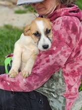 RAMONA, Hund, Mischlingshund in Rumänien