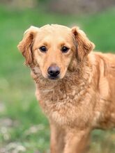 TIANA, Hund, Mischlingshund in Slowakische Republik