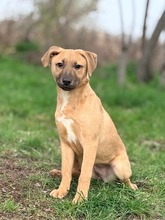 GRACE3, Hund, Mischlingshund in Slowakische Republik