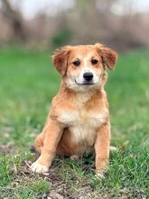 TILLY2, Hund, Mischlingshund in Slowakische Republik