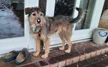 ELLIOTT, Hund, Mischlingshund in Handeloh