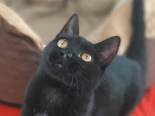 CLOVER, Katze, Europäisch Kurzhaar in Vaterstetten