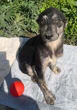 HERMINE, Hund, Mischlingshund in Bulgarien