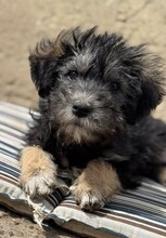 JONNY, Hund, Mischlingshund in Rumänien