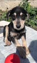 BELLATRIX, Hund, Mischlingshund in Bulgarien