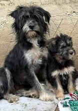 JOY, Hund, Mischlingshund in Rumänien