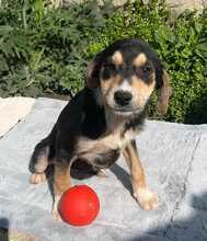MINERVA, Hund, Mischlingshund in Bulgarien