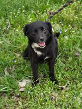 ELVA, Hund, Mischlingshund in Bulgarien