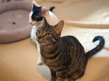 DUNJA, Katze, Europäisch Kurzhaar in Philippsburg