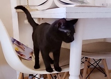 ZUKI, Katze, Europäisch Kurzhaar in Schwabhausen