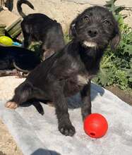 MYRTE, Hund, Mischlingshund in Bulgarien