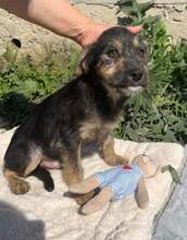 ALBUS, Hund, Mischlingshund in Bulgarien