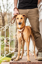 TORNADO, Hund, Mischlingshund in Malsch