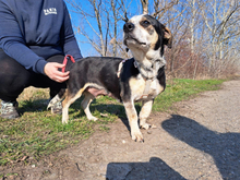 TRUDI, Hund, Mischlingshund in Bergkirchen
