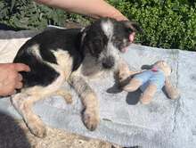 SIRIUS, Hund, Mischlingshund in Bulgarien