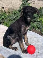 CHARITY, Hund, Mischlingshund in Bulgarien