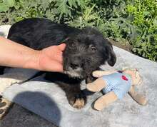 DRACO, Hund, Mischlingshund in Bulgarien