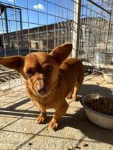 LUA, Hund, Mischlingshund in Roth