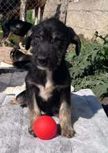 ANDROMEDA, Hund, Mischlingshund in Bulgarien