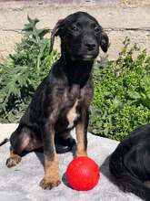 BATHILDA, Hund, Mischlingshund in Bulgarien