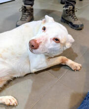 AUREA, Hund, Podenco-Mix in Wentorf