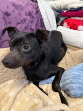 TESLAR, Hund, Mischlingshund in Wilster