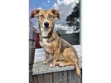 LANI, Hund, Mischlingshund in Mainhardt