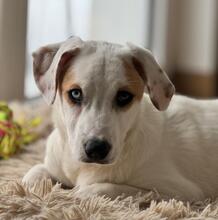 BRAVA, Hund, Mischlingshund in Engelsbrand