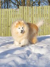 BUNDY, Hund, Mischlingshund in Berlin