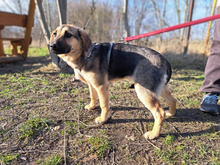 LOTTE, Hund, Mischlingshund in München