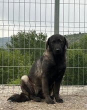 VIVA, Hund, Herdenschutzhund-Mix in Kroatien