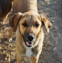 HANNI, Hund, Mischlingshund in Rumänien