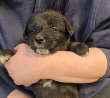 WELPE2F, Hund, Mischlingshund in Rumänien