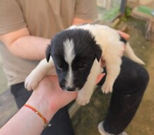 FELIX, Hund, Mischlingshund in Rumänien
