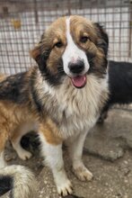 JONESY, Hund, Tornjak-Mix in Kroatien