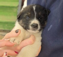 FINN, Hund, Mischlingshund in Rumänien