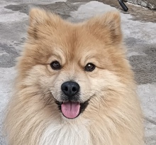 CAPRICHO, Hund, Zwergspitz in Spanien