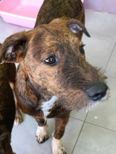 TIGER, Hund, Mischlingshund in Spanien